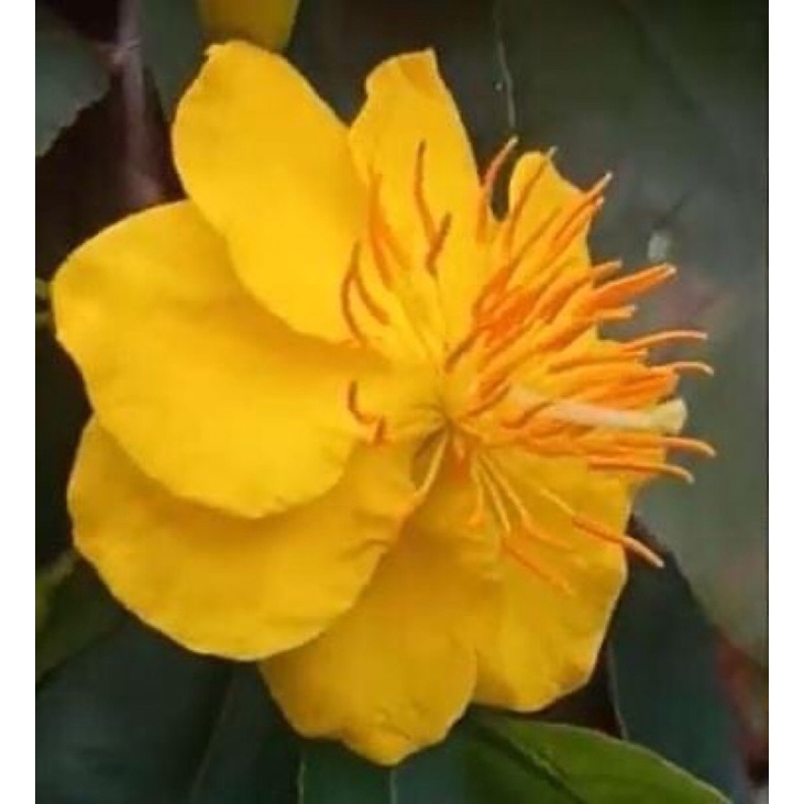 Cây hoa mai dảo cánh xoáy hoa kép