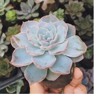 Hạt giống Sen đá ngọc bích