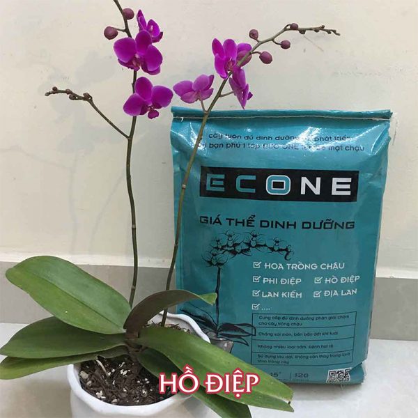 Eco One - Giá thể trồng hoa lan