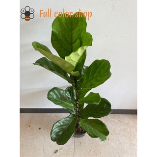 CÂY BÀNG SINGAPORE CAO 1M
