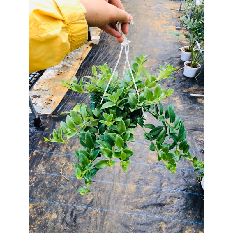 Cây son môi chậu treo