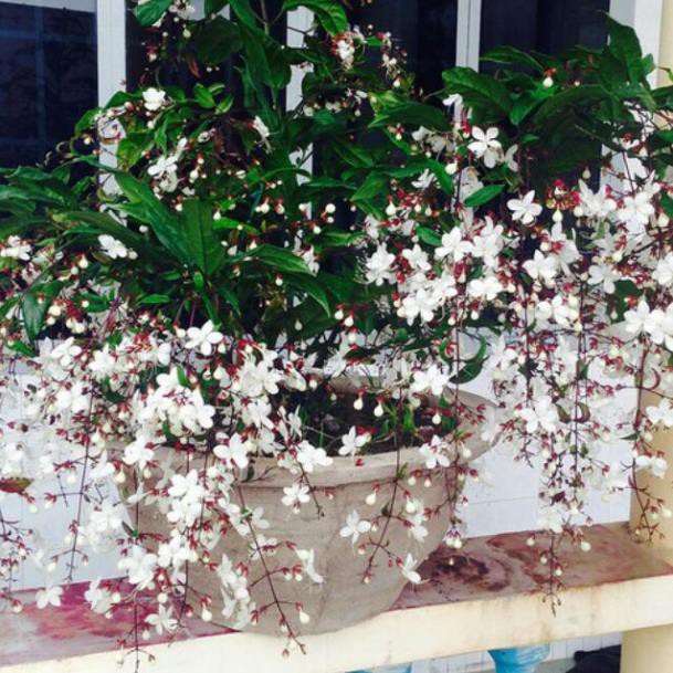 CÂY GIỐNG " Dạ Ngọc Minh Châu " – hoa chơi tết mang lại tài lộc , cam kết uy tín chất lượng