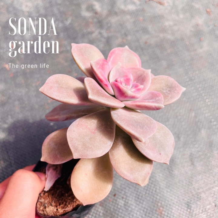 Sen đá hồng mập SONDA GARDEN size bé 5-8cm, xuất xứ Đà Lạt, khoẻ đẹp, lỗi 1 đổi 1