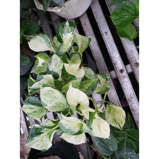 Cây trầu bà Trầu Bà Manjula Pothos(tặng kèm phân bón)