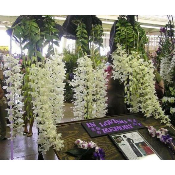 Hoa phong lan- đại bạch long
