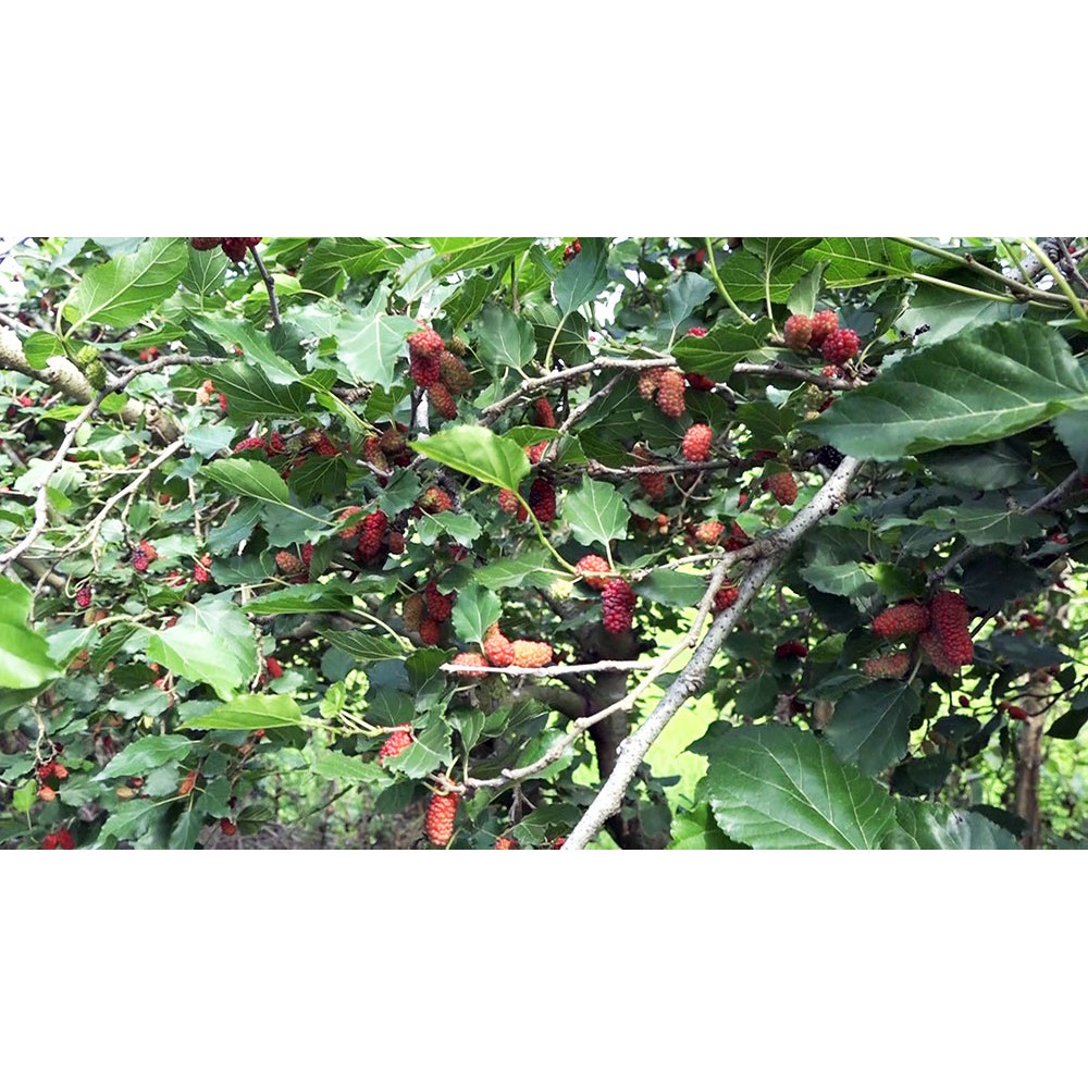 Si rô dâu tằm Đà Lạt loại chai 500ml.