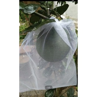 Túi bao bưởi- túi bao bưởi 30*35