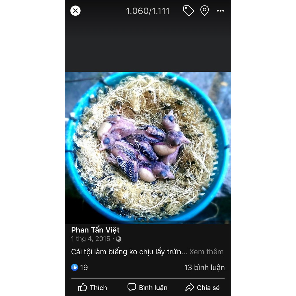 500g xảm tre bào lót tổ cho chim yến hót, finch, manh manh, 7 màu