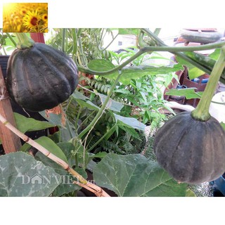 Hạt Giống Bí Đỏ Da Xanh Nhật Bản (25 Hạt) - Dễ Trồng, Qủa Ngọt Dẽo Thơm Ngon -MUA 3 TẶNG 1 CÙNG LOẠI