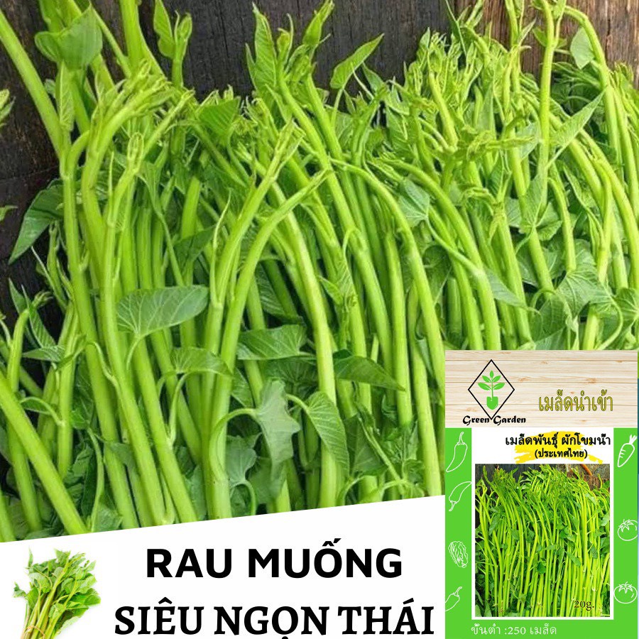 Rau muống siêu ngọn Thái lan F1, Gói 20 Gram, Rau củ quả trồng sân thượng, tại vườn, ban công.
