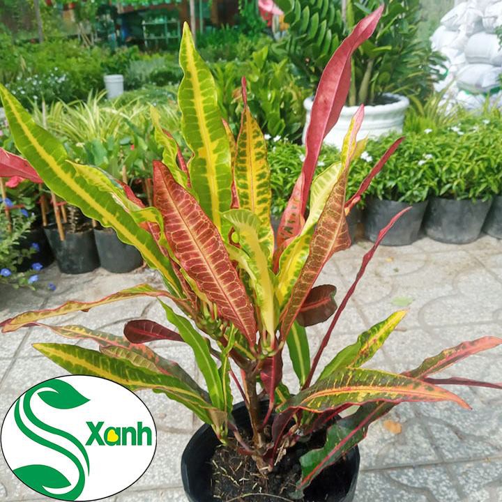 Cây Cảnh Sân Vườn