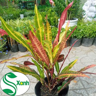 Cây cảnh sân vườn