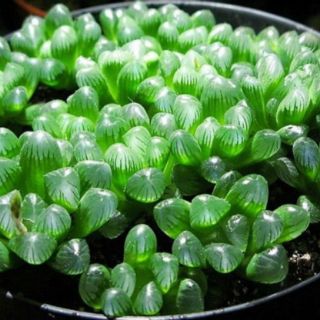 Hạt giống sen đá kim cương