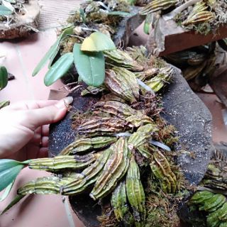 hoa phong lan vảy rồng thuần vườn