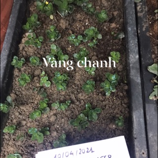 Combo hoa bỏng kép đủ màu 24 cây