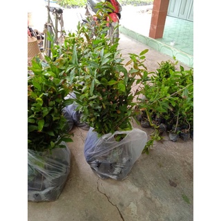 10 mai con quấn rễ 60 cm trở lên (10 cây)