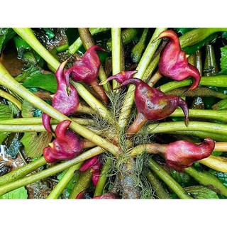 100 Cây ấu giống