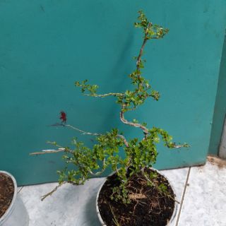 Cây cần thăng bonsai mini