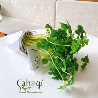 Cây Giả - Cây May Mắn 4 Lá Siêu Dễ Thương