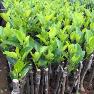 Cây giống mít ruột đỏ nhập