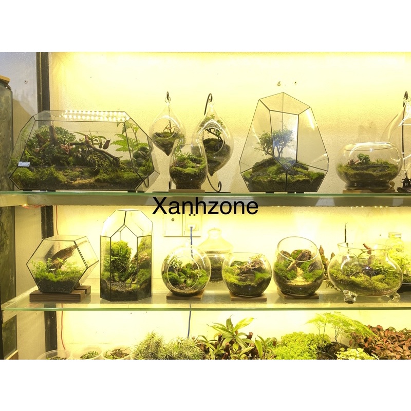 Lót nền terrarium, đất kết dính, tạo bố cục nền terrarium,bán cạn, 22 loại, đất đắp tường rêu terrarium, bán cạn