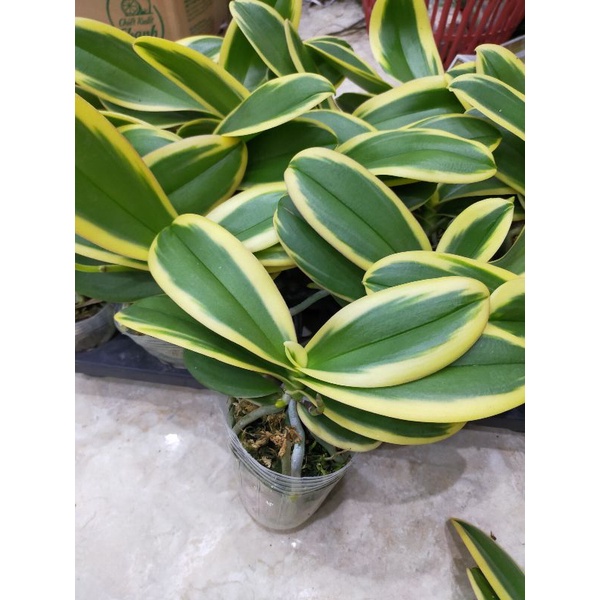 Combo 2 cây hồ điệp lá biên phát tài cây sẵn  2 ngồng hoa