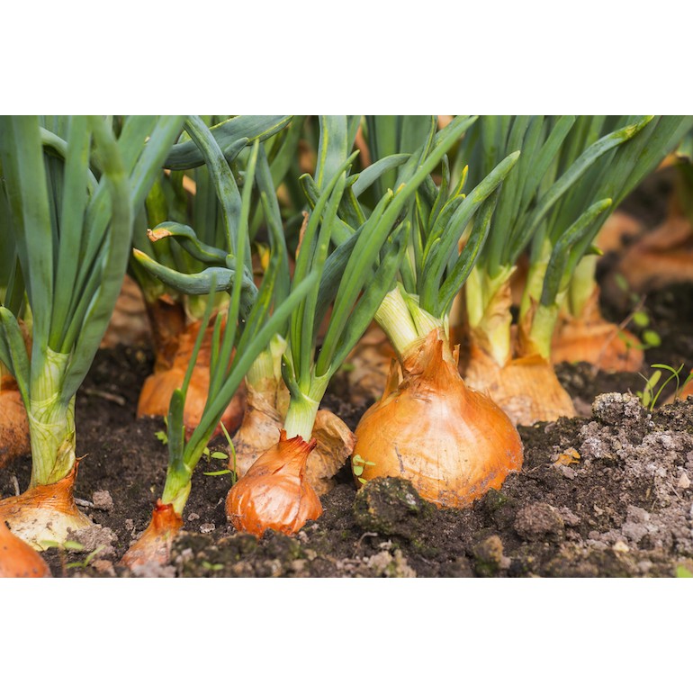 Hạt giống Hành Củ Yellow Texas Grano