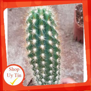 Xương rồng trụ xanh lá gai đốm 🍏 |FREESHIP| 🔥 XỨ NÓNG, ĐÃ THUẦN KHÍ HẬU, KHOẺ ĐẸP 🍏 LỖI 1 ĐỔI 1