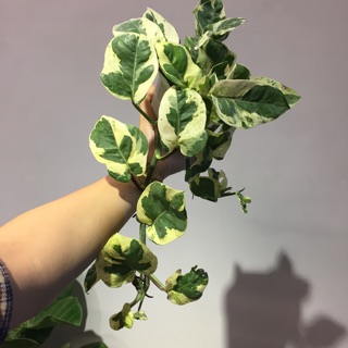 Trầu bà Sữa - Cẩm thạch