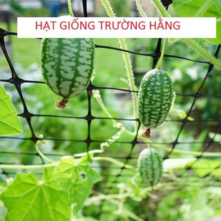 Hạt Giống Dưa Hấu Mini - 10 Hạt