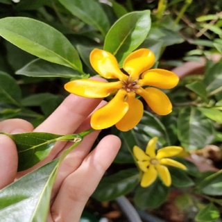 Cây Lài Hoàng Đế (Lài Hawai cho hoa lâu tàn, hương rất thơm) - caykiengsadec