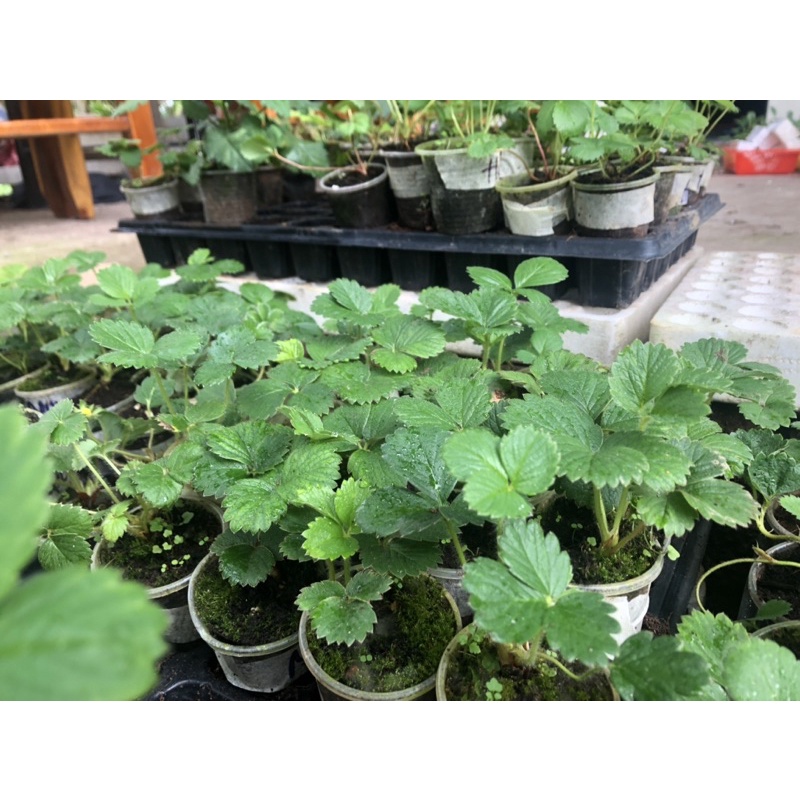 5 cây Mô ly dâu tây 1-1,5 tháng có 9-10 giống dâu, inb shop để biết chi tiết tên giống