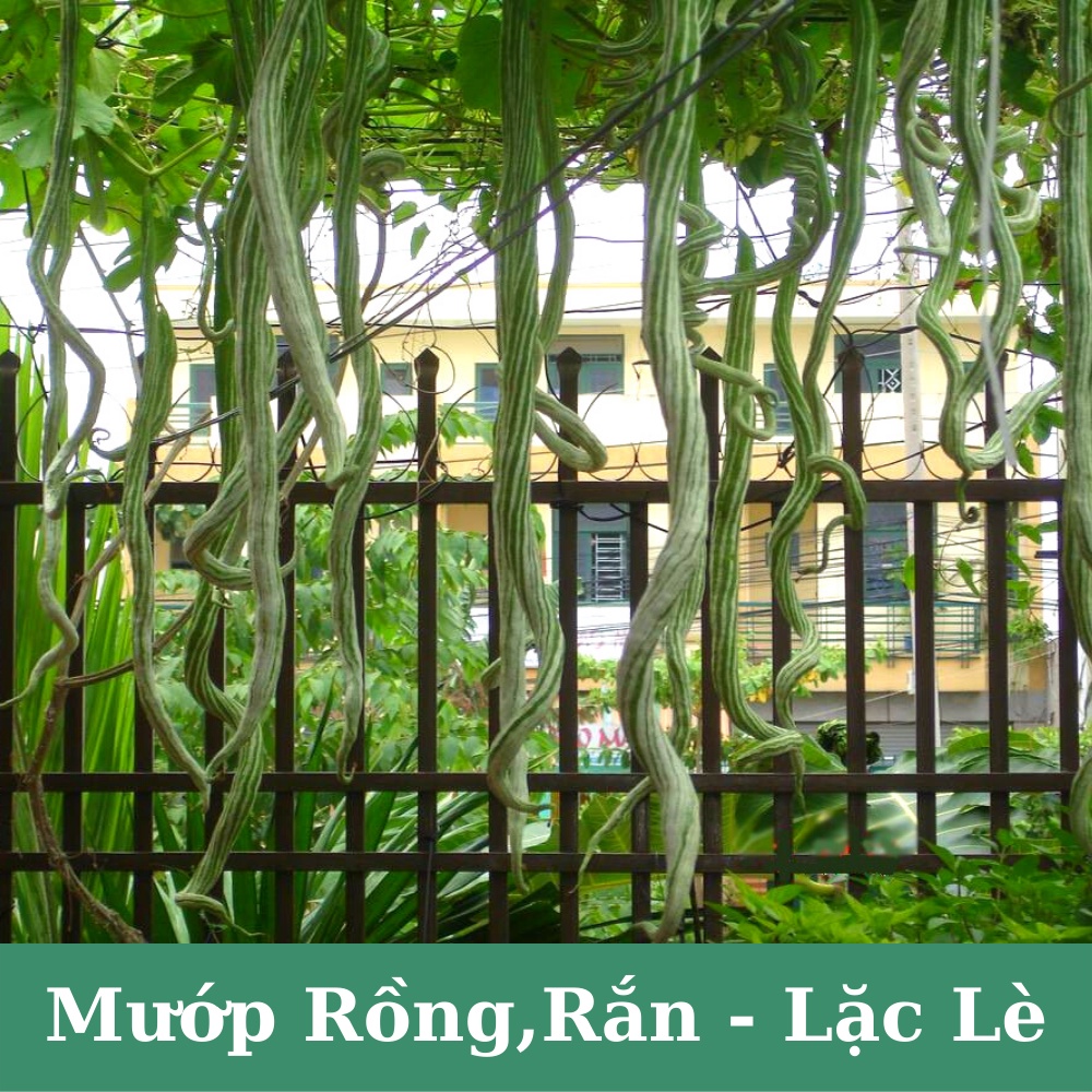 Hạt giống mướp rồng( rắn) Nhật Bản, lặc lè (lặc lày) dài siêu trái