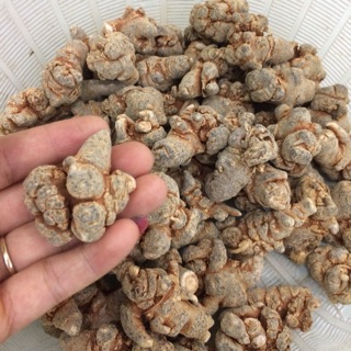 [FREESHIP 99K TOÀN QUỐC] 750k/500g .Củ tam thất bắc Lào Cai loại1