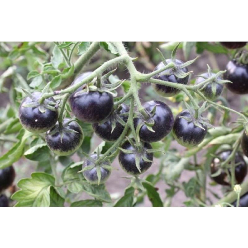 5 HẠT GIỐNG CÀ CHUA ĐEN