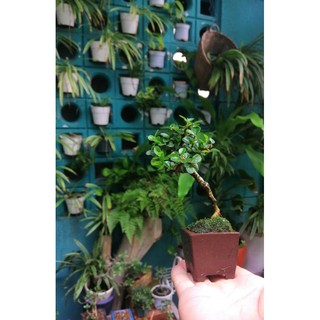 Bonsai sam trái mini