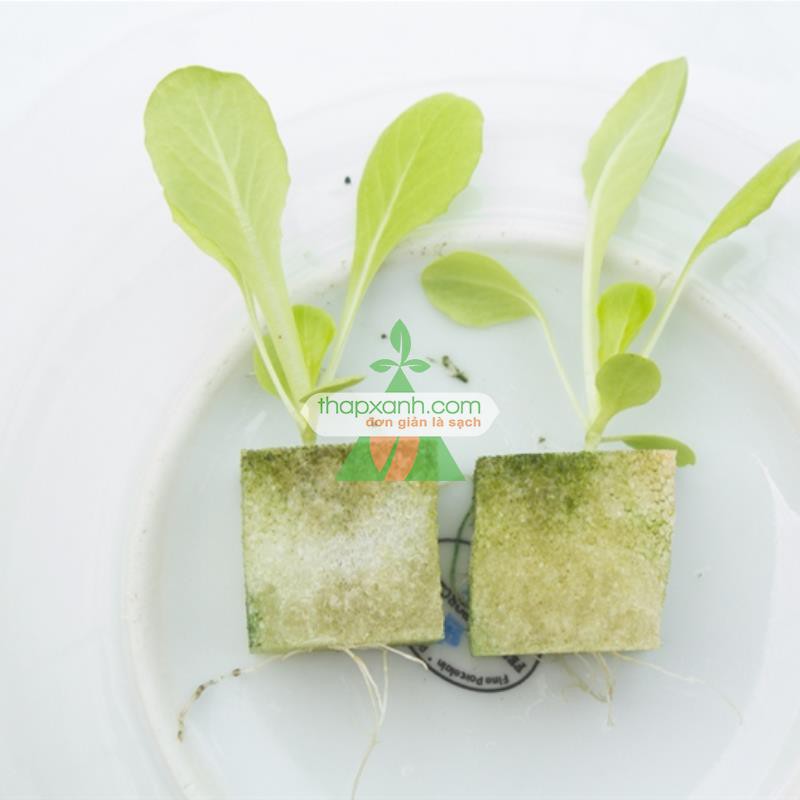 Bộ 3 tấm 288 viên mút xốp ươm hạt (25x25x25) (Tấm 96 viên)