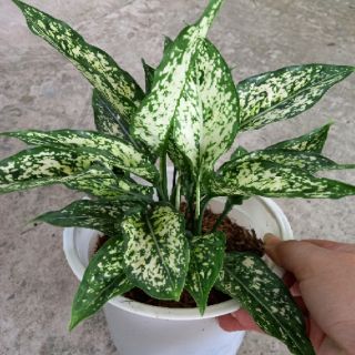 💜Combo 02 cây ngọc ngà💜