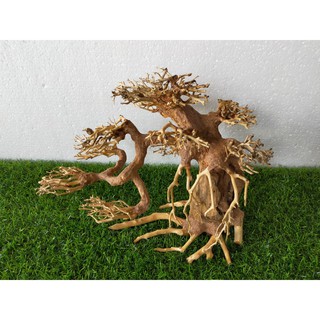 Cây Bonsai cho hồ cá size đại