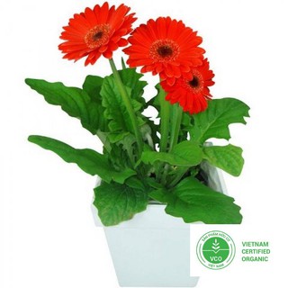 10 Hạt giống Đồng tiền (tặng gói Kích nẩy mầm và Hướng dẫn) THUTHUY