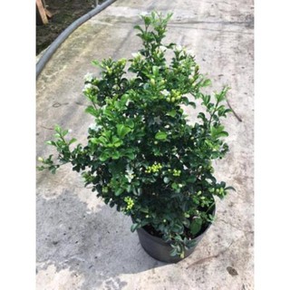 Cây Nguyệt quế thái siêu hoa(số lượng có hạng)