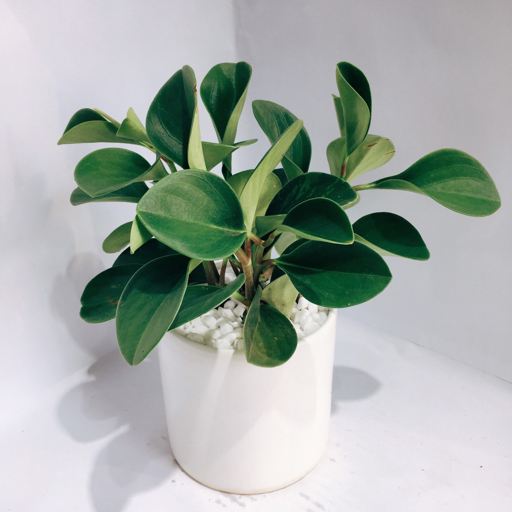 Cây Trường Sinh Xanh để bàn kèm chậu gốm tráng men