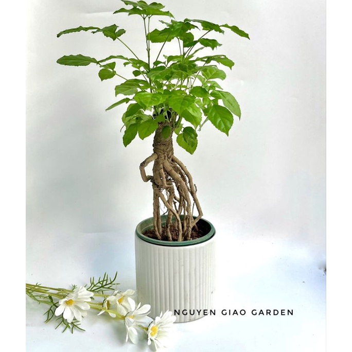 Cây hạnh phúc bonsai nhỏ chậu sứ trụ trắng
