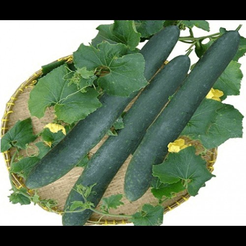 [Rẻ Vô Địch] Hạt giống Bí xanh ( Bí sặt)