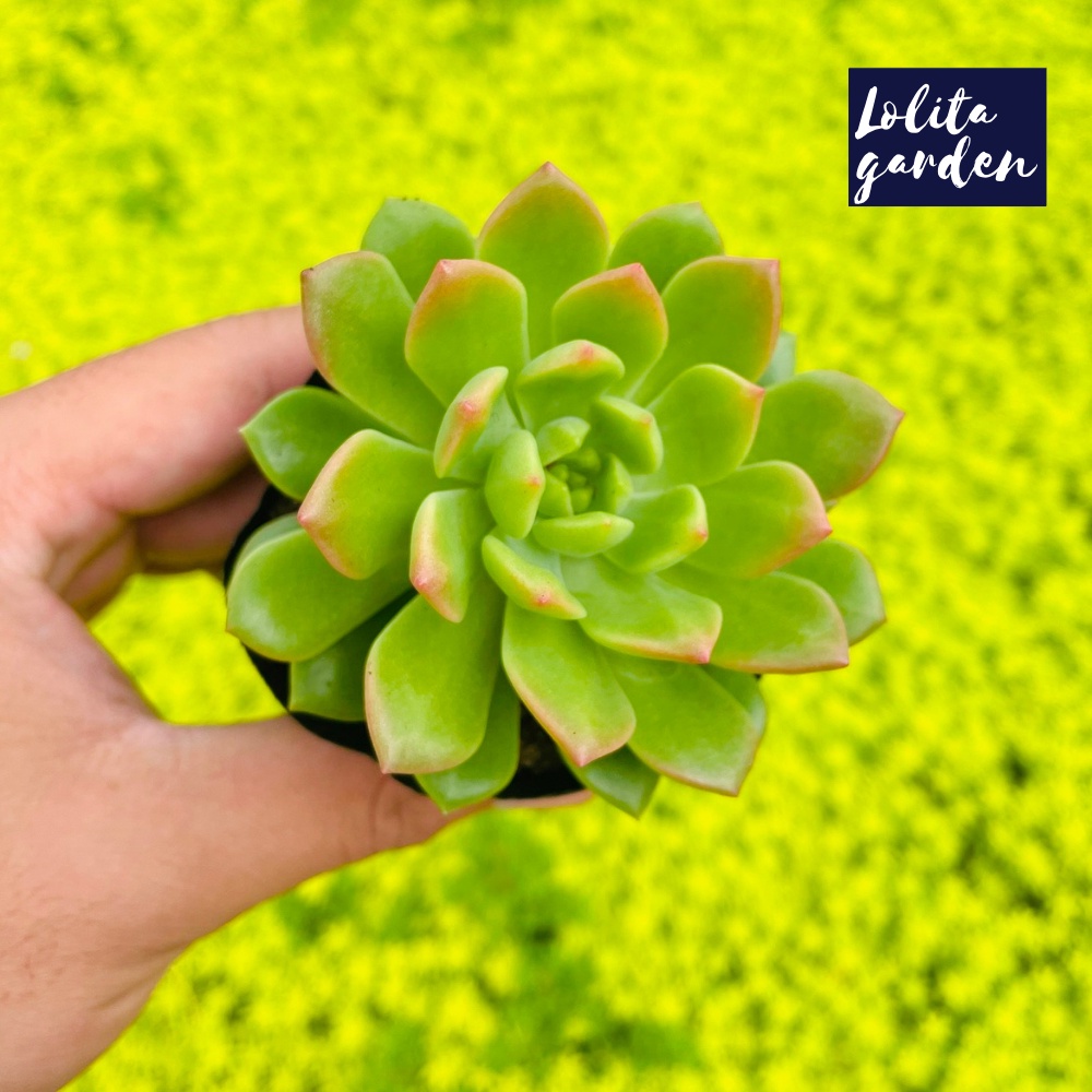 Sen đá mặt trời giống mới Đà Lạt size bé cây cảnh trang trí nhà cửa Lolita garden