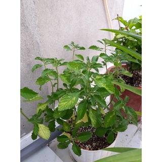 cây đông hầu ( dừa kem-dừa vàng)