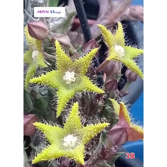 Xương rồng sao biển hoa màu xanh lá tươi mát
