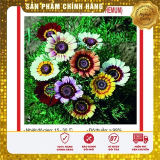 Hạt giống hoa cúc chi nhiều màu gói 50 hạt dễ trồng