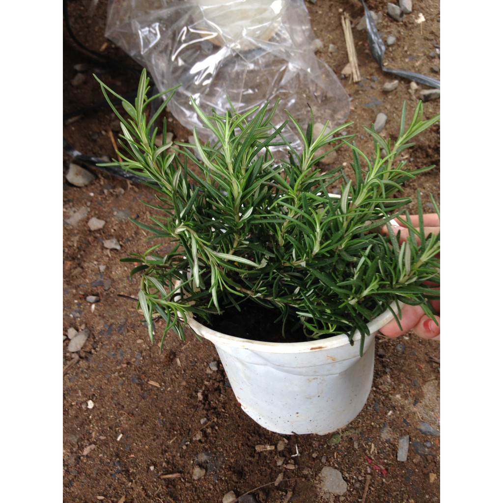 [Cây gia vị] - Chậu cây hương thảo - Rosemary - Rosmarinus officinalis L. - Trang Flowers