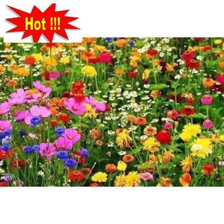 🌸🌸 hạt giống hoa hỗn hợp gói 200 hạt